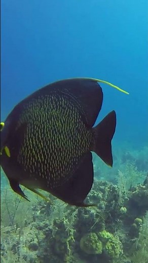 See Why the French Angelfish is a Favorite! 🐠