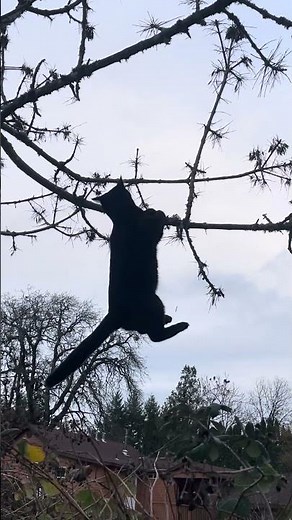 Funny Cat Flash on a branch!