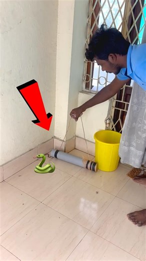 Unexpected Snake in My Home 🐍 | How I Handled the Situation