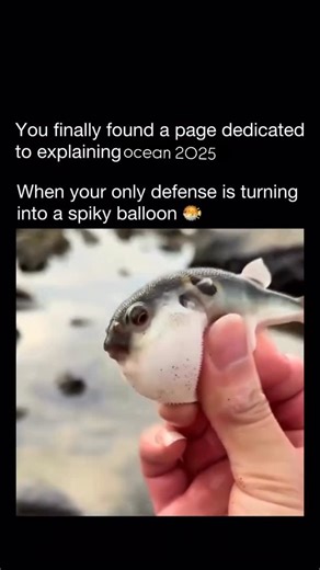 Explaining Ocean on Instagram: "Pufferfish have one of the ocean’s most dramatic defense moves - they inflate by gulping water (or air), expanding their elastic stomachs to several times their size. Their flexible skeleton — with no ribs or pelvic bones - allows this transformation, while sharp spines pop out to warn predators: “Don’t even try!” Dm for credit or removal For educational purposes only. #pufferfish #oceanfacts #marinebiology #fish #science #wildlife #nature #didyouknow #explore #vi