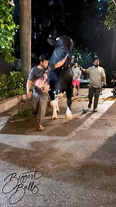 24M views · 293K reactions | Gigantic Holstein Friesian bull makes a grand entry | Biggest Bulls Photography | Facebook