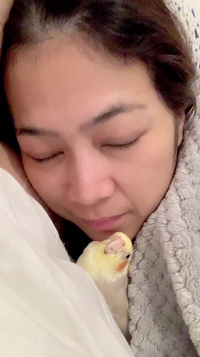 Adorable Ginger Kittens and Their Mommy | Cute Cat Videos Compilation