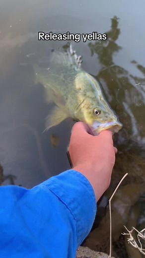 Best Lures for Catching Murray Cod in Australia