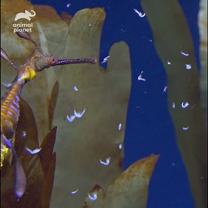 82K views · 1.9K reactions | Don't expect an animal called a sea dragon to spit fire underwater! #TheAquarium | Animal Planet | Facebook