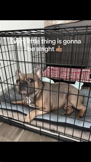 #GoFundMe #IVDD #Frenchie #LouieRecoveryJourney