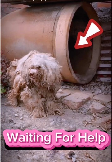 "Saving a Soul: One Dog's Miracle Rescue