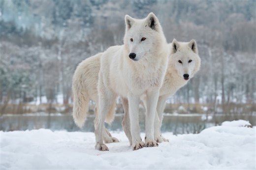 Arctic Wolves Get Up Close & Personal with Photographer and Pose for Camera Like Pros