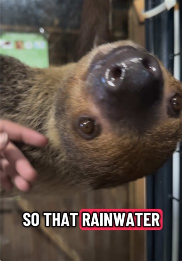 Fascinating Facts About Sloths and Otters