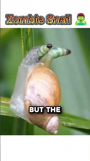 Zombie Snail: The Parasite That Controls Minds 🐌🧟
