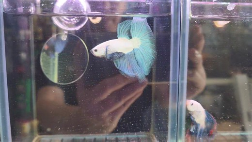 Blue rim HM!! | Aquatico Aquarium