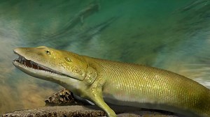 3D Animation: Ancient fish fossil reveals evolutionary origin of the human hand