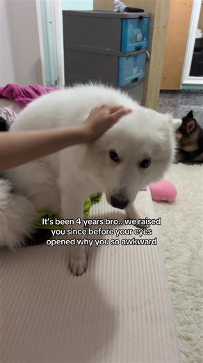 Awkward Dog Pose After 4 Years Together