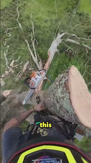 The Best Way to Cut Down Trees Safely 😱