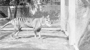 Last-known footage released of extinct Tasmanian tiger