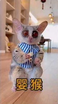 The Most Heartwarming Rescue: Saving a Tiny Bushbaby Family! 🥺🐾 #animalrescue #peopleinneed