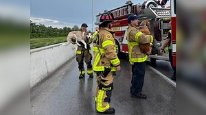 631K views · 10K reactions | After being in a car crash with their owner, two anxious dogs were held and comforted by Palm Beach County firefighters. | Humankind | Facebook
