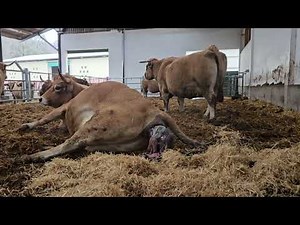#aubrac Cow CALVING documentary 🐂🇸🇰