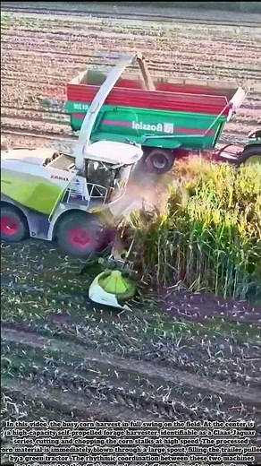 A Scene of Corn Silage Cutting with Harvester and Trailer #xcavator #easyfarmer