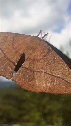 cute brown moth in my window