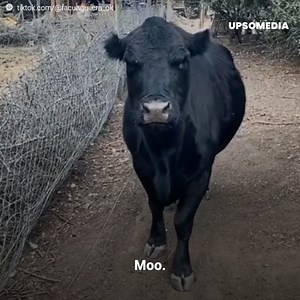 Clota isn’t like any other bovine. This guy’s faithful friend has a very peculiar behavior: she thinks she is a dog. And her popularity has grown so much that she has become an influencer. However, behind that cute story, there is a tragic past: The poor cow was close to losing her life… Credits: https://tiktok.com/@facuaguilera_ok Subscribe for more http://bit.ly/yt-positive | Positive