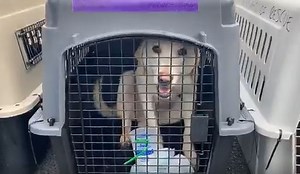 HAWS of Waukesha takes in 31 dogs, 9 cats impacted by Hurricane Laura