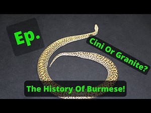 History of Burmese Pythons, The Granite Gene!