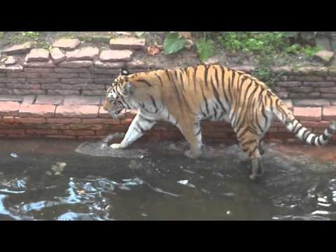 Tiger poops in water at Animal Kingdom