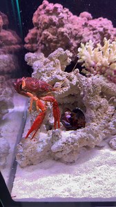 40K views · 341 reactions | Peacock Mantis shrimp Knockout a crawfish | Tucan Aquatics | Facebook