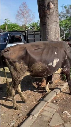 Sapi Perah FH Alhamdulillah Sold Out