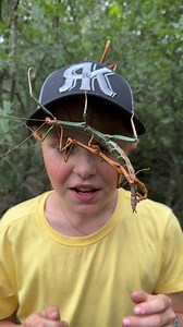 I loved meeting these Giant Texan Walking Sticks, they calmly climbed onto my hat! Wow what cool insects they are!🦗 | Brooke.Carter