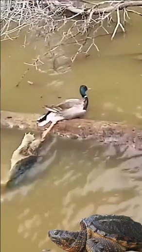 The turtle pulls the duck's leg