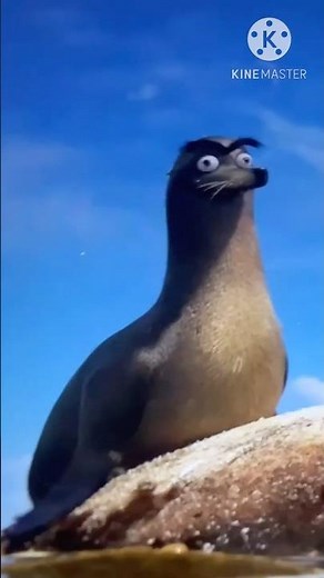 Finding Dory Indonesia Clips: Fluke and Rudder Shooing Gerald Off The Rock (Act 1)