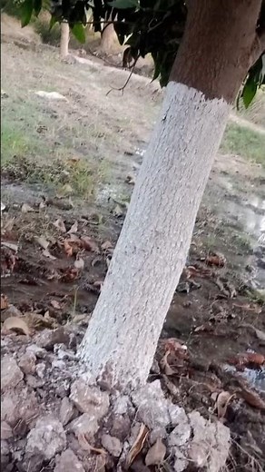 How to Protect Mango Trees from Insects and Disease#MangoTreeCare #GardeningTips #PlantProtection