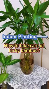 115K views · 1.3K reactions | How to take care of lucky bamboo #indoorplants #homegarden #garden #plants #luckybamboo | Garden.HomeMania | Facebook
