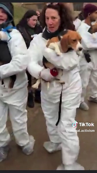 Activists save 22 beagles from the animal testing industry. #beaglesoftiktok #beagletok #animalrescue #dogrescue #inspiring