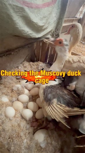 Chekking the muscovy duck cage #duck #muscovyduckfarming #muscovyducklings #muscovyduck