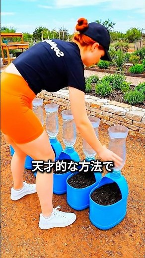 How to grow tomatoes using an automatic watering system