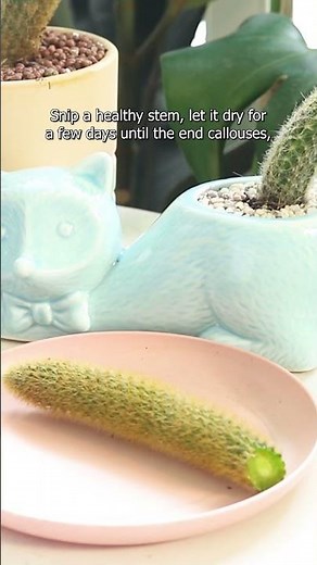 Propogate Golden Rat Tail Cactus #GoldenRatTail #cactus #propagation #succulentcare #cacti