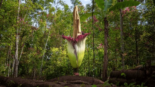 Blooming Corpse Flowers' Hot Death Smell Gets A Molecular Explanation