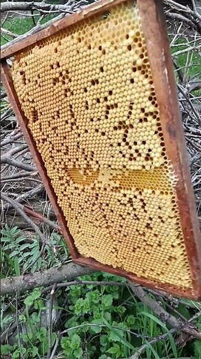 A frame full of drone brood