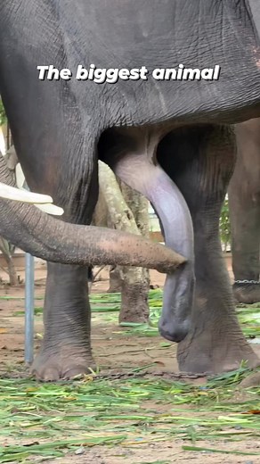 4.5K views · 7 comments | DID YOU KNOW 藍   ?? The biggest animal...