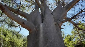 Scenic Baobab At Victoria Falls In Matabeleland North Zimbabwe. Baobab Tree Landscape. Wildlife Scenery. Victoria Falls At Matabeleland North Zimbabwe. Isolated Baobab. Wild Background.