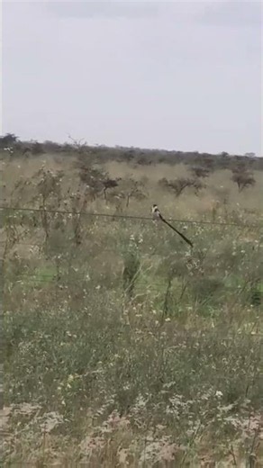 This bird has the longest tail I've ever seen! 😲 #birds #nature #amazing