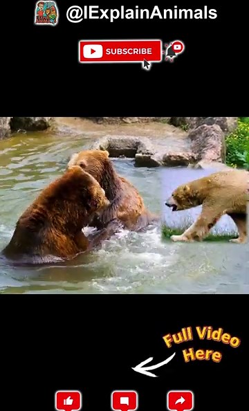 Bear’s Powerful Body EXPLAINED in 30 Seconds! 🐻💪 | #Shorts