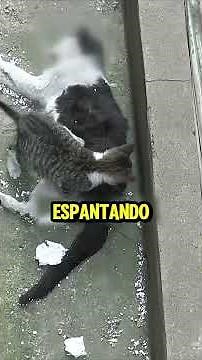 The kitten that refused to leave its mom #youtubeshorts