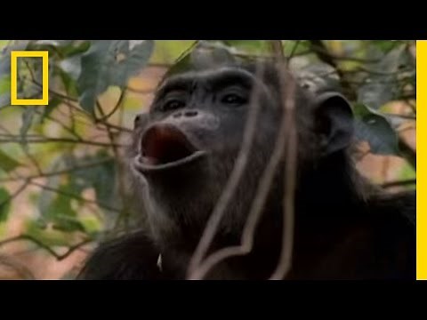 Displaying Chimp | National Geographic