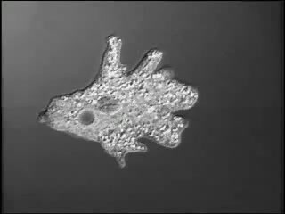 显微镜下向前爬行的变形虫（阿米巴原虫）