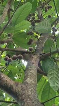 TAMPOI FRUIT (Baccaurea Pyriformis) | Rare Tropical Fruit You Must Try!