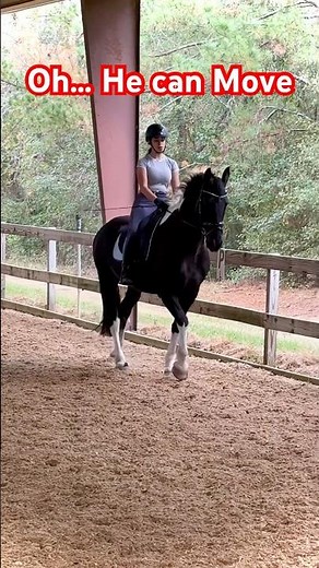 Friesian Horse Solo and His Lateral Moves #equestrianjourney #dressage