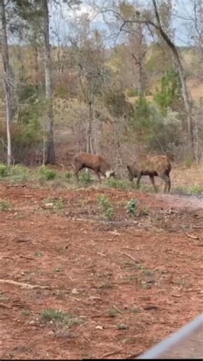🦌🦌 When the Big Boys Decide to Play… It’s not every day you catch a red stag and an elk acting like a couple of overgrown kids—but that’s exactly what happened out here at Hammer Whitetails & Exotics. These two weren’t fighting or competing… just testing each other, showing off a little, and having some fun in the pasture. Pure wild energy between two incredible animals. Moments like this are why we love ranch life—unexpected, unforgettable, and right in our own backyard. 👇 Who do you think h